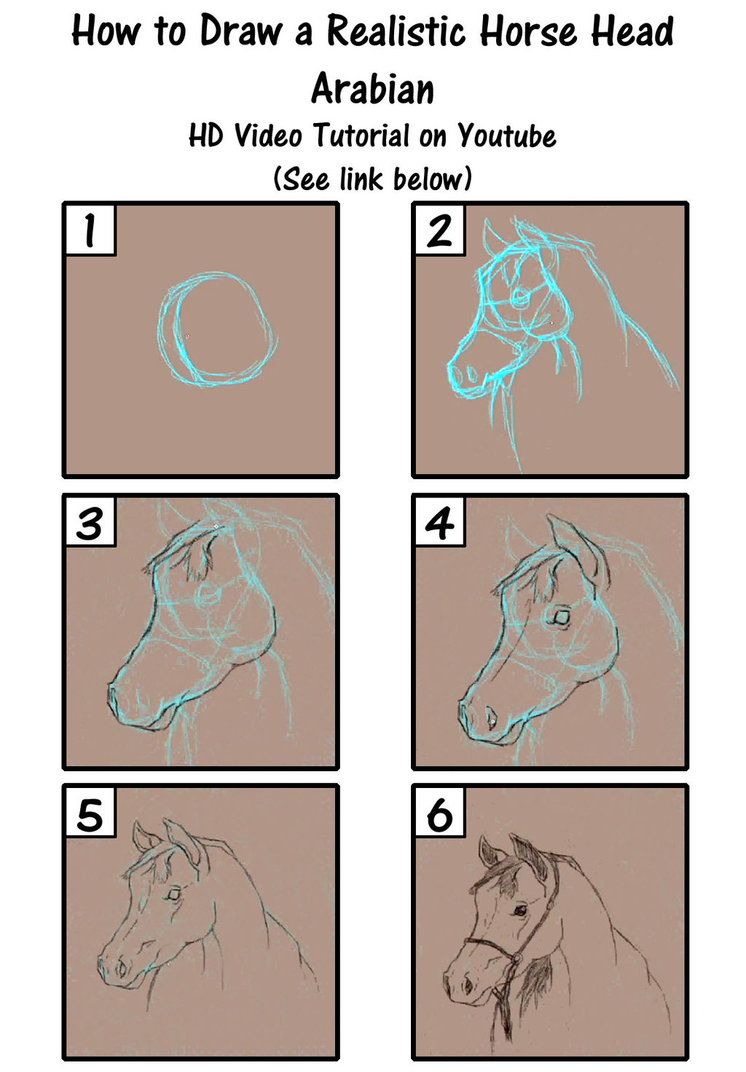 746x1072 How To Draw An Arabian Horse - Horse Head Drawing Step By Step