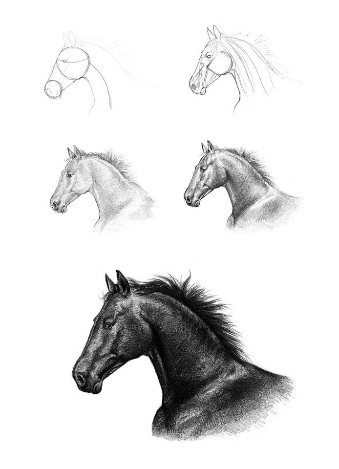 694x960 How Sketch, Draw, Paint How To A Horse's Head - Horse Head Drawing Step By Step