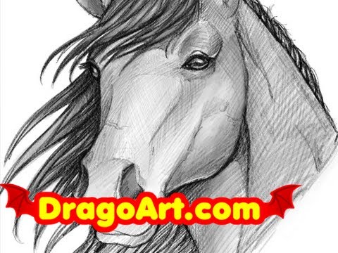 480x360 How To Draw A Horse, Sketching A Horse Head, Step - Horse Head Drawing Step By Step