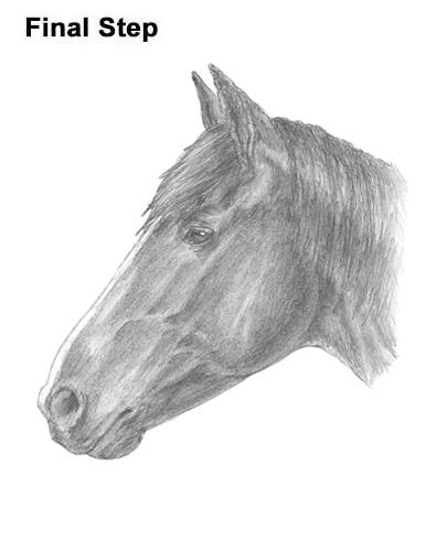386x500 How To Draw A Horse - Horse Head Drawing Step By Step