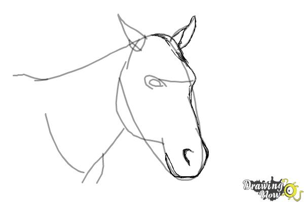 600x400 How To Draw A Horse Head - Horse Head Drawing Step By Step