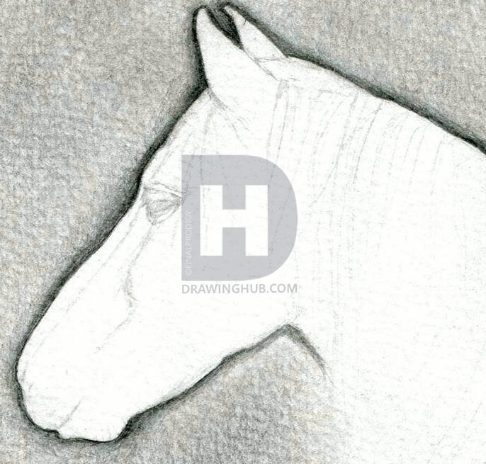 686x655 How To Draw A Realistic Horse Head Step - Horse Head Drawing Step By Step