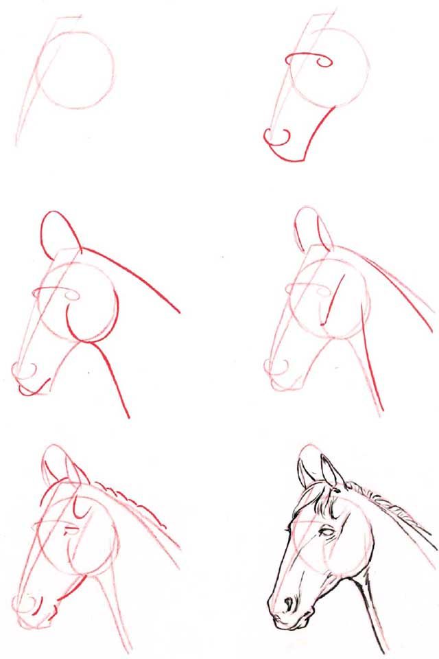 640x960 Learn To Draw Horse's Head Painting Tips In Drawings - Horse Head Drawing Step By Step