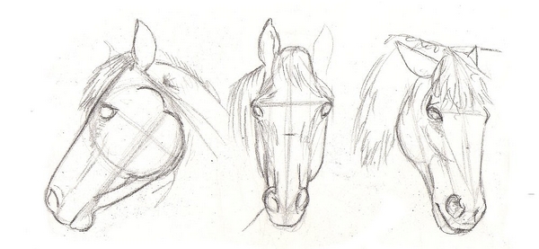 600x277 Drawing Lesson For Beginner Artists The Proportions Of A Horse - Horse Head Drawing Step By Step