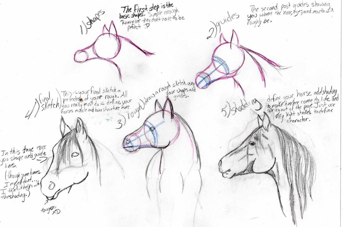 1099x727 Horse Head Drawing Tutorial - Horse Head Drawing Tutorial