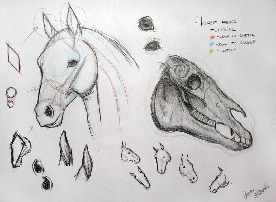 1046x764 Horse Head Tutorial - Horse Head Drawing Tutorial