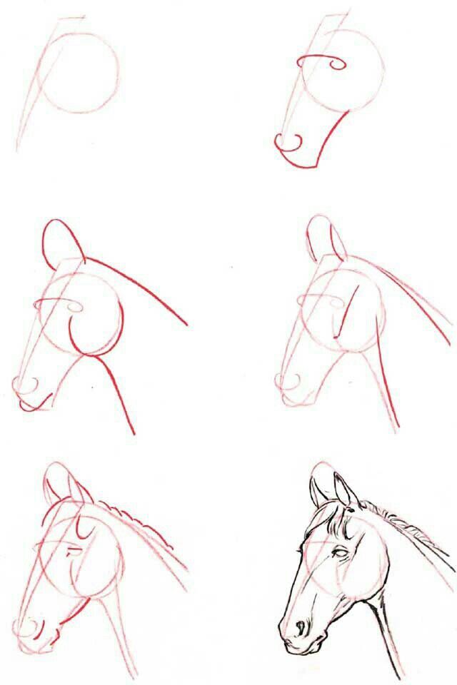 640x960 Horses How To Draw - Horse Head Drawing Tutorial