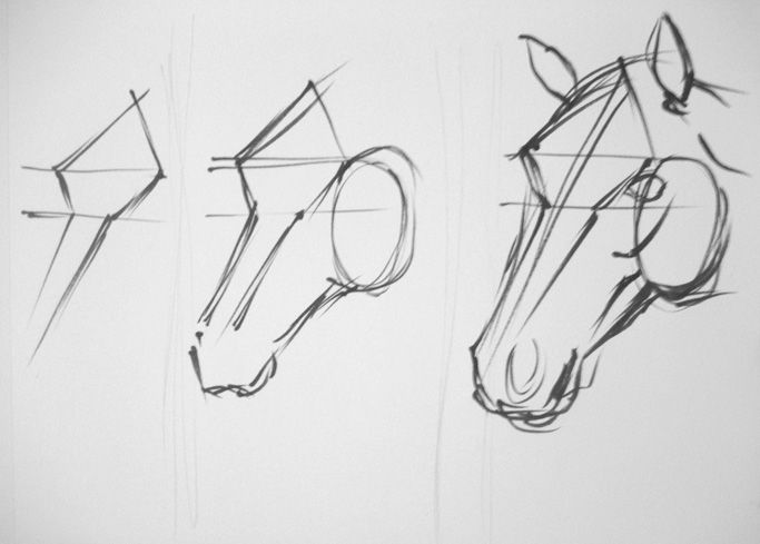 683x489 How To Draw Horses Tutorials Online Drawing Lessons - Horse Head Drawing Tutorial