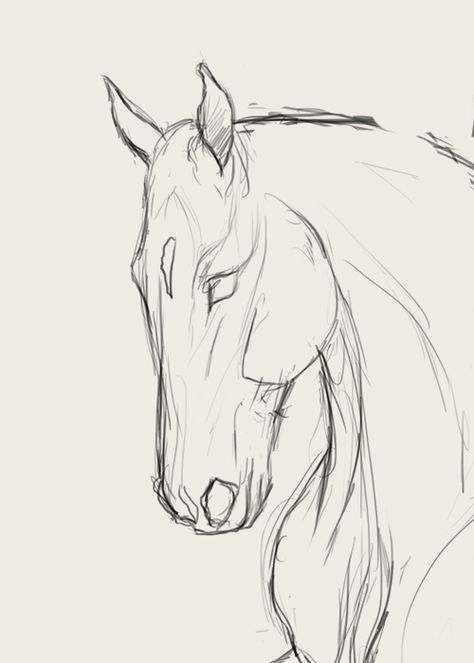 474x663 How To Draw Horse Faces In Art Help Horse Drawings - Horse Head Drawing Tutorial