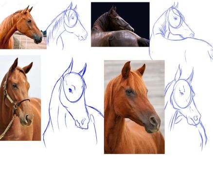 438x350 Pictures Horse Head Drawing Tutorial - Horse Head Drawing Tutorial