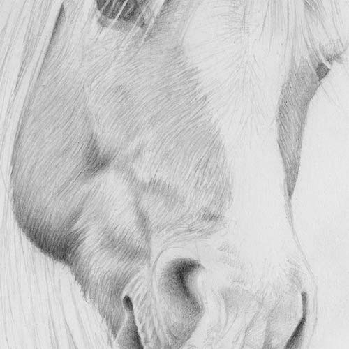 500x500 you'll never think of drawing a horse the same way - Horse Head Drawing Tutorial