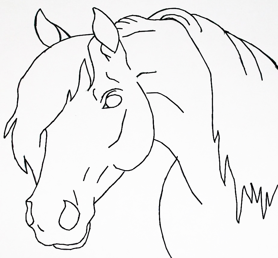 923x858 Horse Head Drawing Step - Horse Head Drawing Tutorial