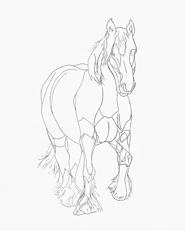 600x750 Horse Head Front Drawing - Horse Head Front View Drawing