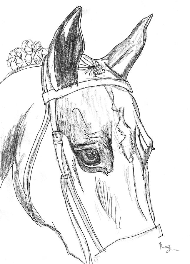 646x900 Horse Head Sketch Drawing - Horse Head Front View Drawing