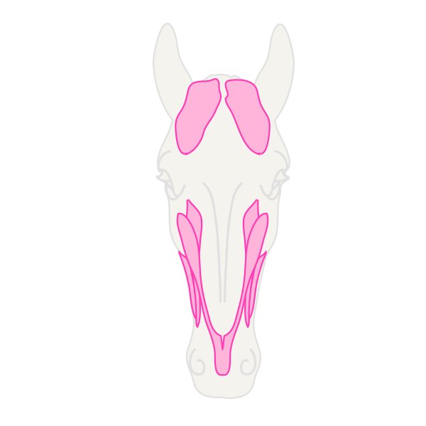 600x600 How To Draw Animals Horses, Their Anatomy And Poses - Horse Head Front View Drawing