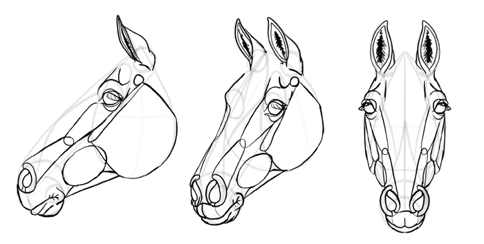 700x353 How To Draw Horses Step - Horse Head Front View Drawing