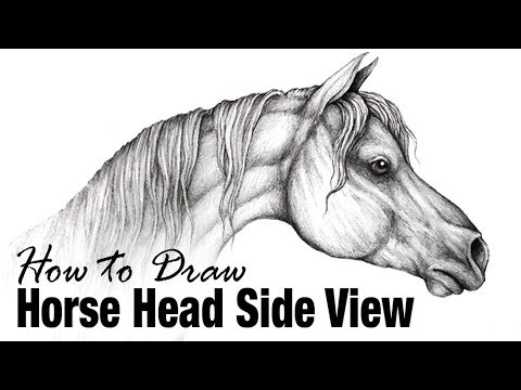480x360 How To Draw A Horse Head, Side View - Horse Head Front View Drawing