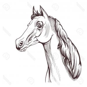 300x300 Icon Drawing Of A Horse Head With Bridle Front View Gm Lazttweet - Horse Head Front View Drawing