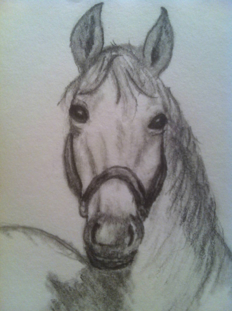 Horse Head Front View Drawing at PaintingValley.com | Explore