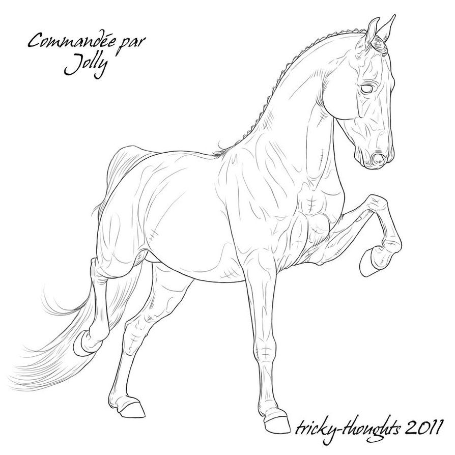 894x894 Horse Head Front View Drawing - Horse Head Front View Drawing