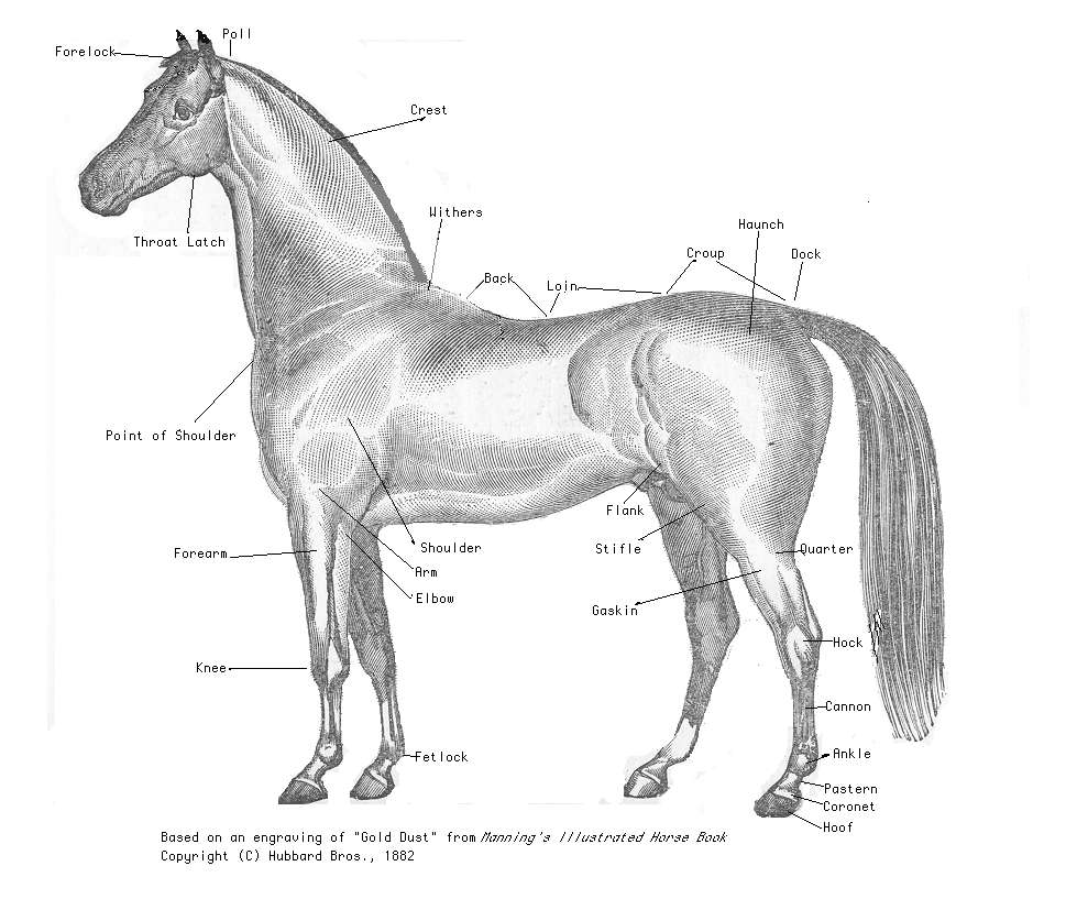 979x817 Equine Conformation - Horse Head Front View Drawing
