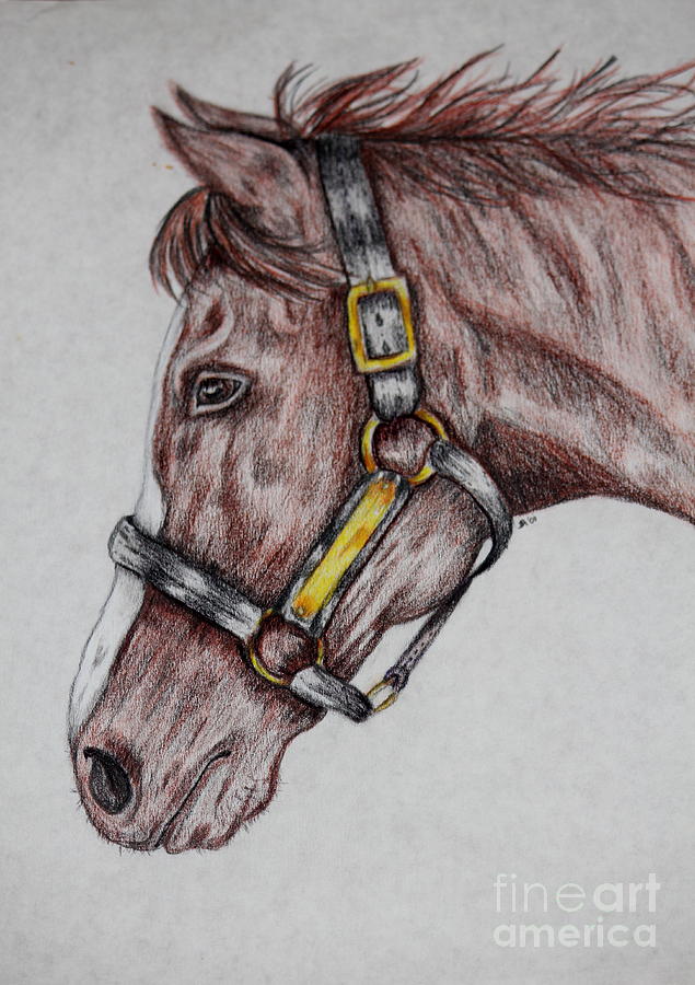 635x900 Horse Head Drawing - Horse Head Images Drawing