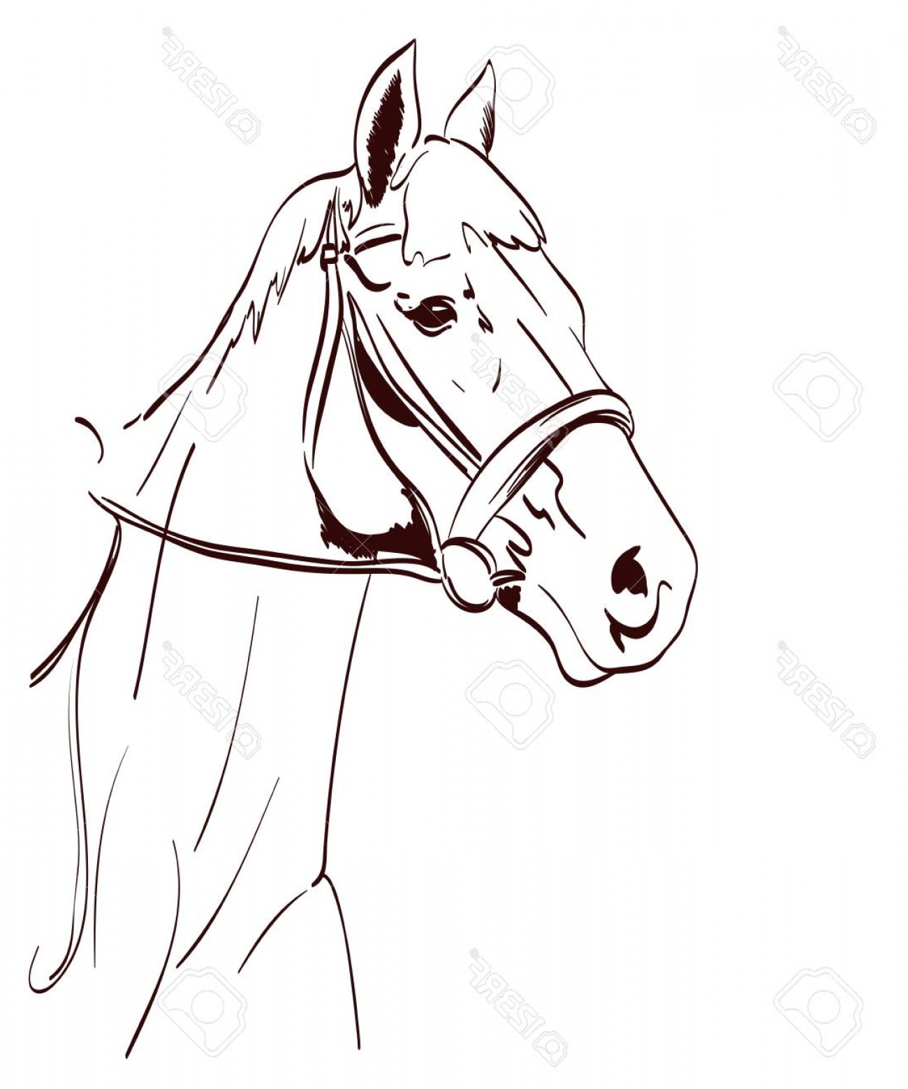 1300x1560 Photostock Vector Horse Head Vector Illustration In Line Art Style - Horse Head Line Drawing