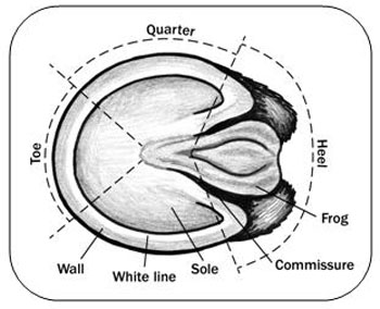 350x284 horse foot health - Horse Hoof Drawing