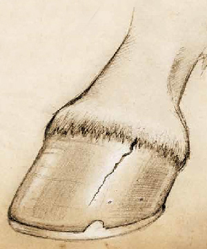 300x360 how nutrition can make a difference in equine hoof health - Horse Hoof Drawing