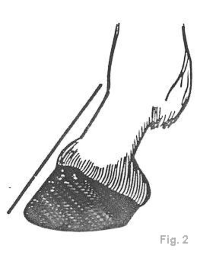 680x880 burlington equine veterinary services, llc - Horse Hoof Drawing