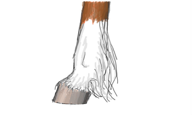 750x450 how to draw horse hoof step - Horse Hoof Drawing