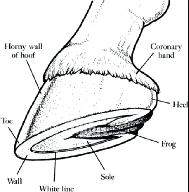 Horse Hoof Drawing at Explore collection of Horse