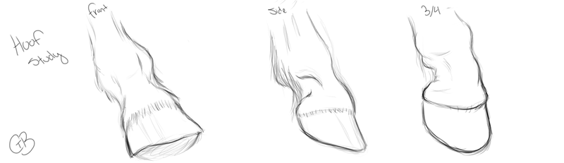 800x231 sketches horse hoof study - Horse Hoof Drawing