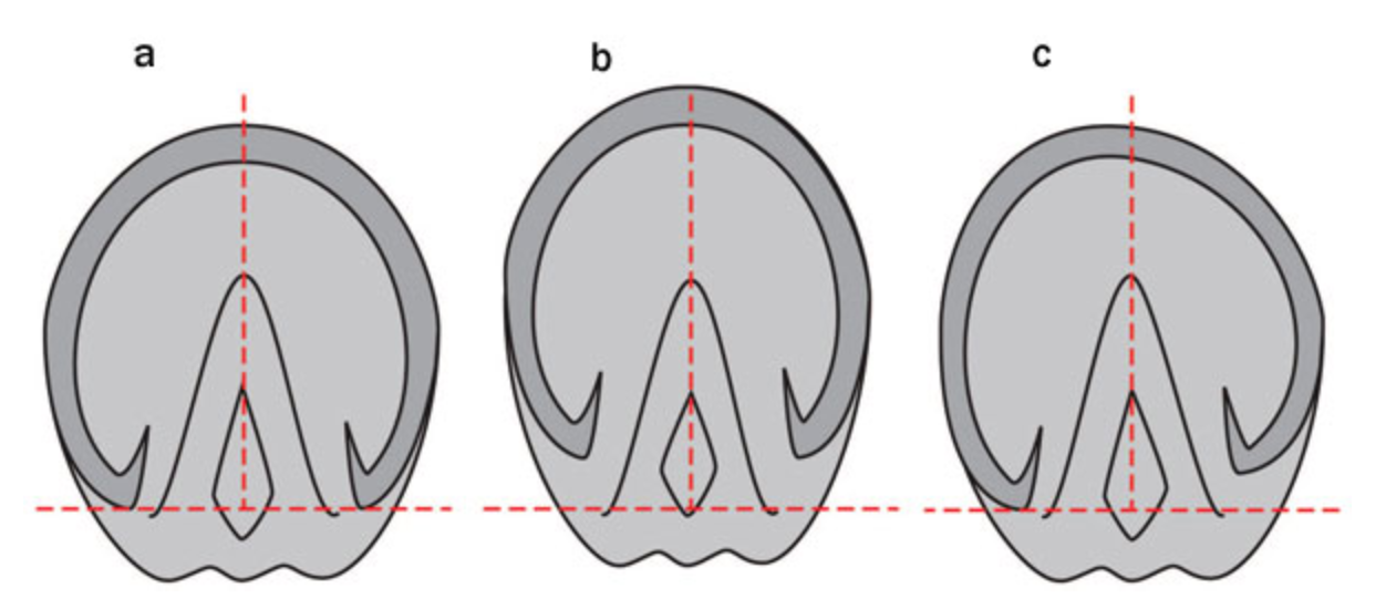 1252x550 discussion - Horse Hoof Drawing
