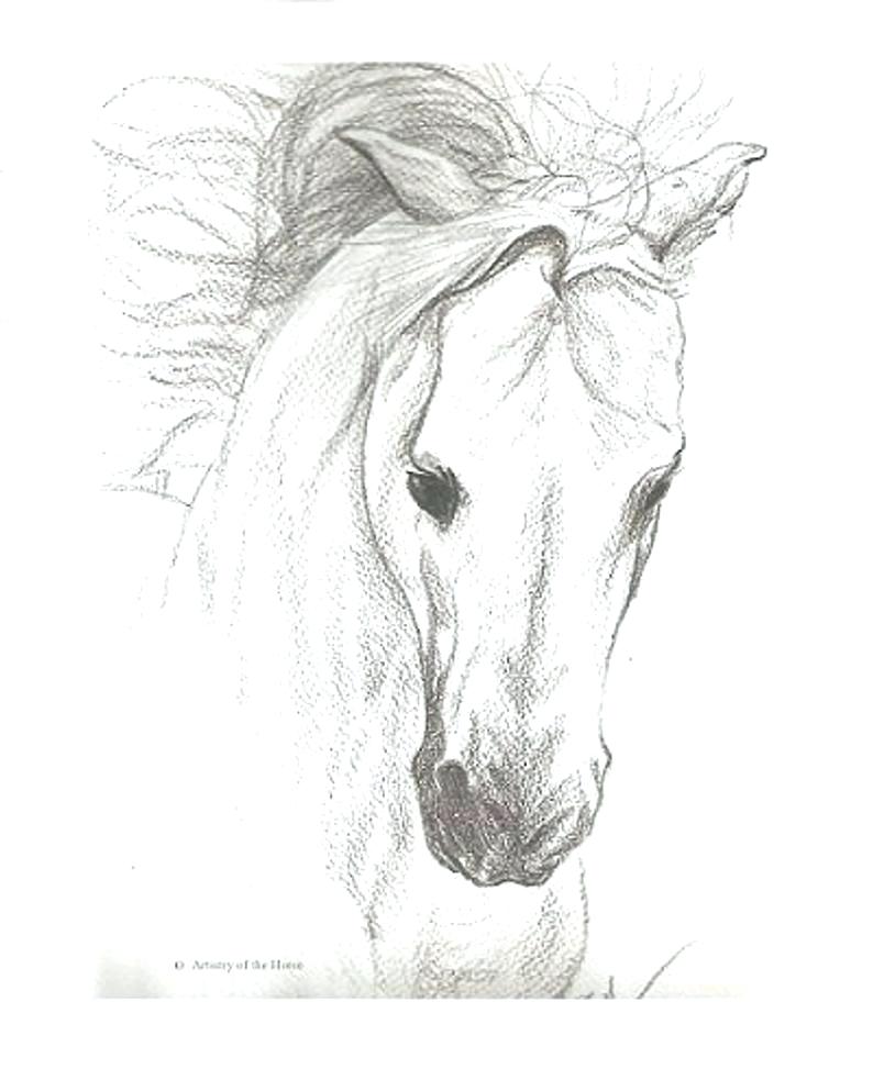 794x983 horse pictures to print - Horse Hoof Drawing