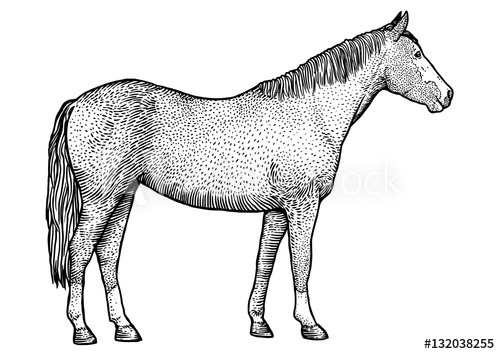 500x354 engraving, drawing, illustration, vector, horse, tail, mane, hoof - Horse Hoof Drawing