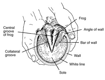 357x272 force, stress, and the hoof, part understanding the horse - Horse Hoof Drawing
