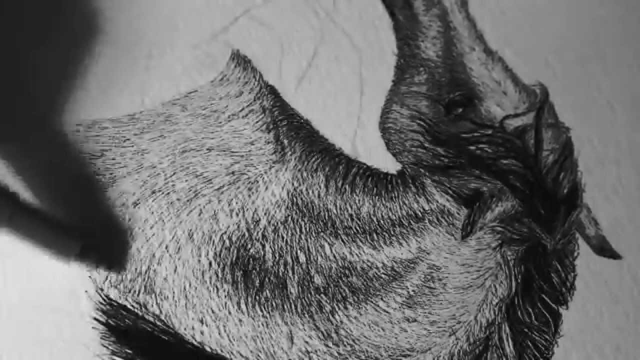 1280x720 Horse Pen And Ink Speed Draw - Horse Ink Drawing