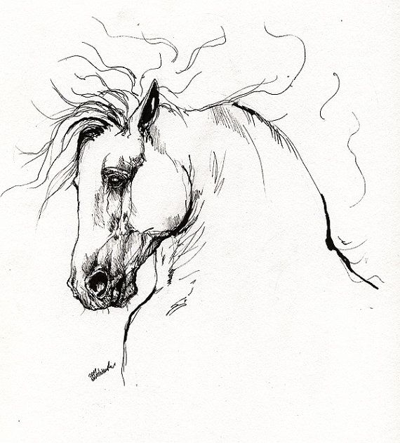 570x631 andalusian horse ink drawing kind of obsessed with ink - Horse Ink Drawing