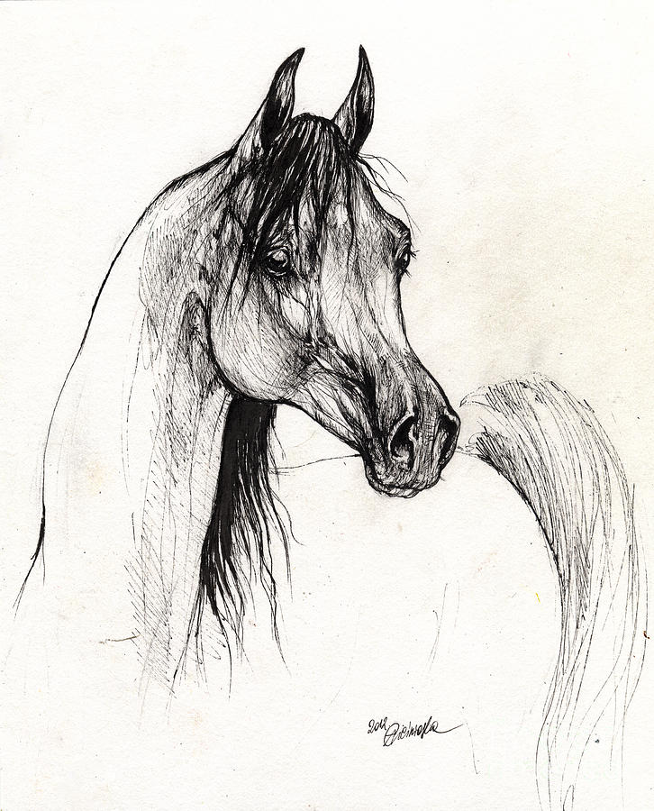 726x900 Arabian Horse Ink Drawing Drawing - Horse Ink Drawing