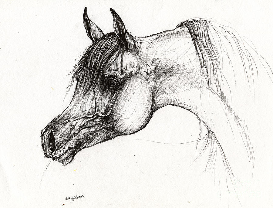 900x688 Arabian Horse Ink Drawing Drawing - Horse Ink Drawing