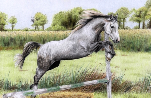 500x326 Grey Horse - Horse Jumping Drawing