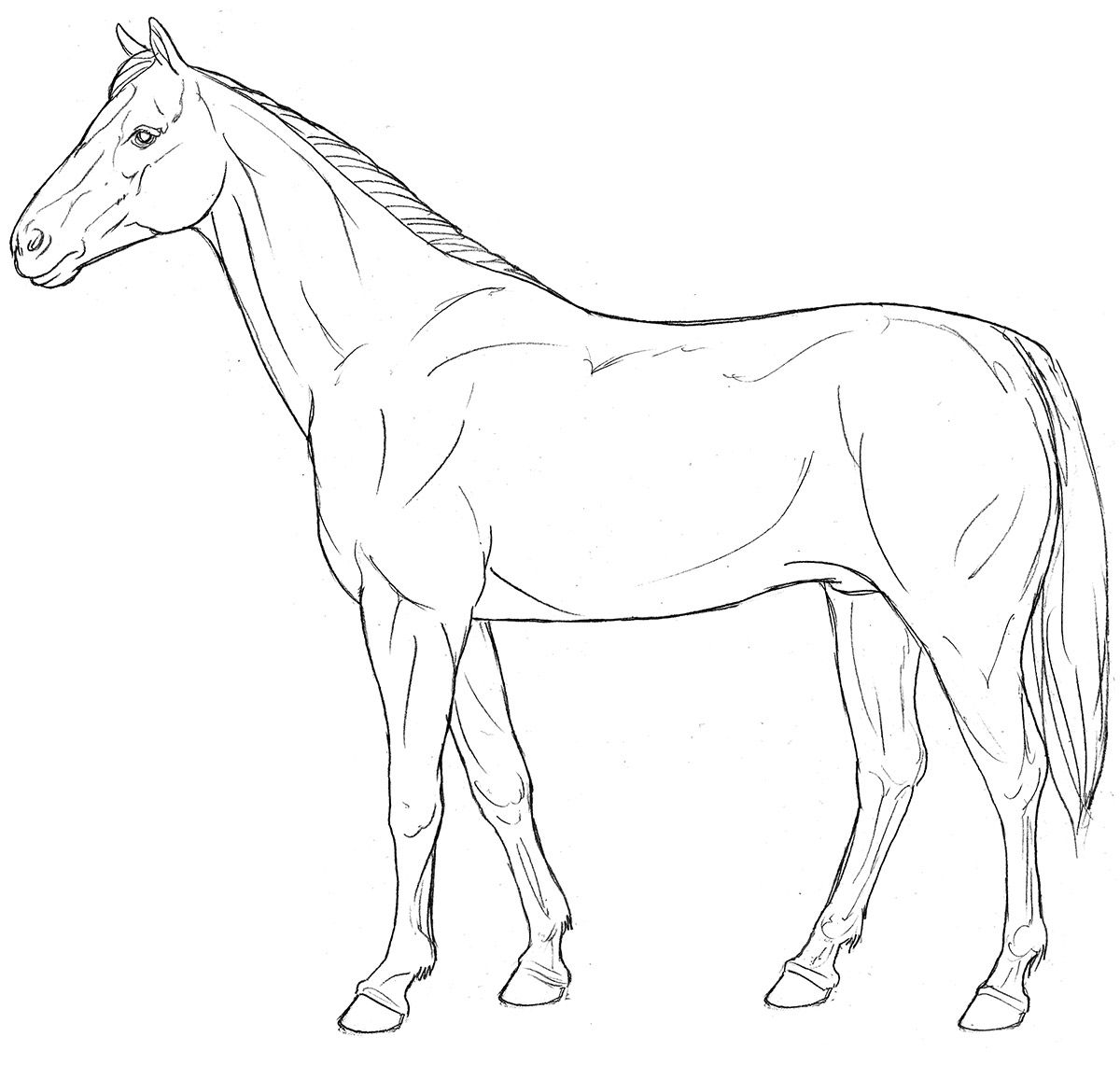 Horse Line Drawing at Explore collection of Horse