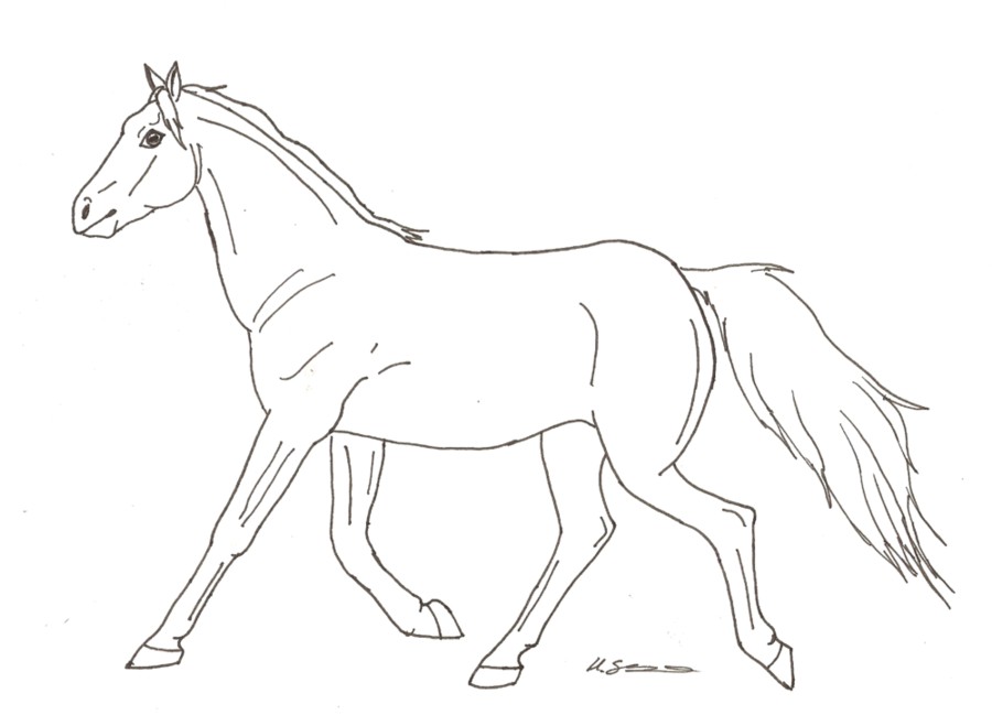 900x649 Best Photos Of Horse Line Drawing - Horse Line Drawing
