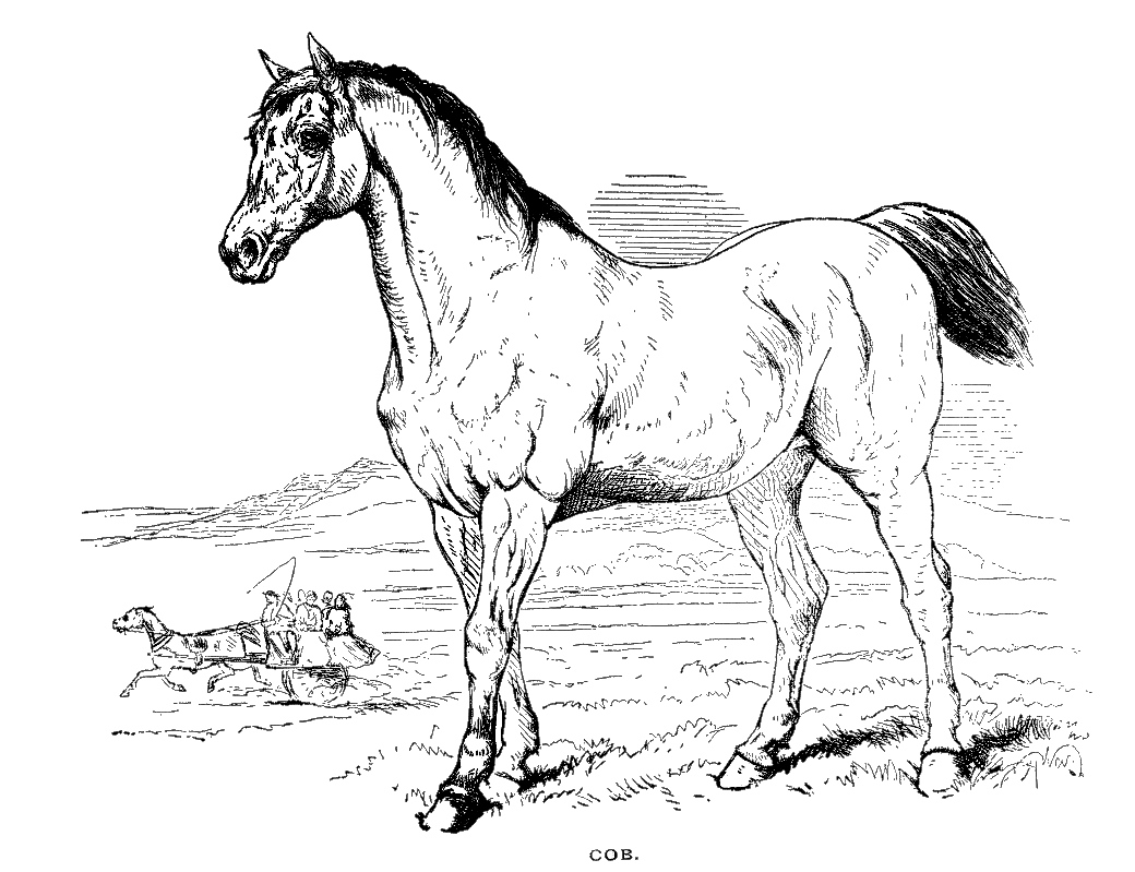 1040x799 cob horse drawing - Horse Line Drawing