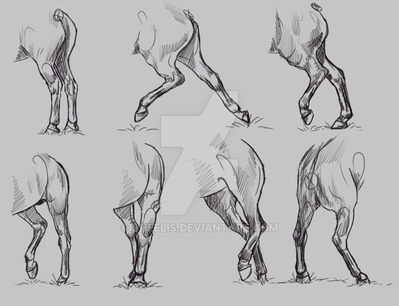 800x614 study - Horse On Hind Legs Drawing