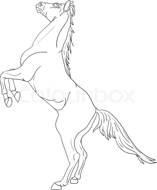 Horse On Hind Legs Drawing at Explore collection