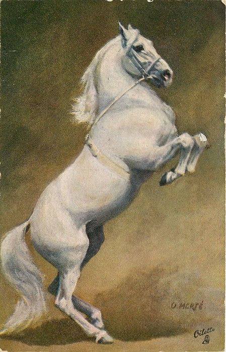 449x700 white horse on hind legs' - Horse On Hind Legs Drawing