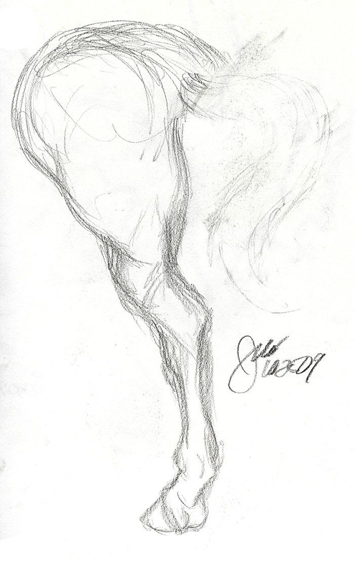 703x1135 pencil drawings of horses on hind legs horse leg study - Horse On Hind Legs Drawing