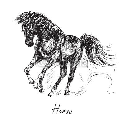 400x400 black horse rearing - Horse On Hind Legs Drawing